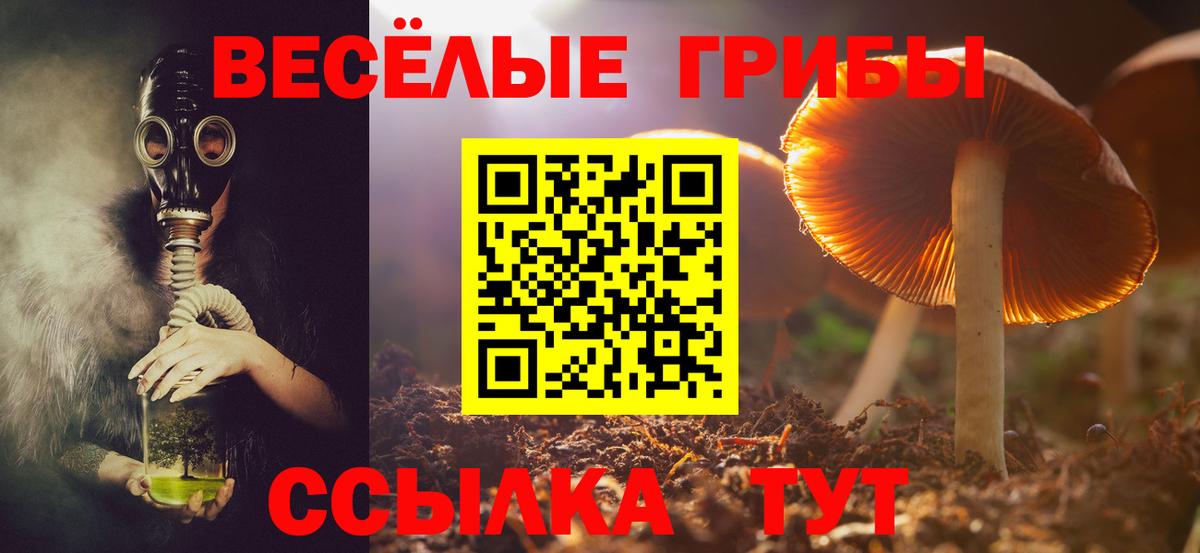 Псилоцибиновые грибы Psilocybe Братск